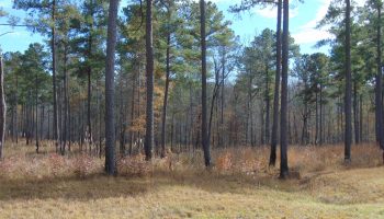 30-ac-lake-private-barn-apartment-hillsboro-jasper-county-georgia-186976-I6iU12-XXL