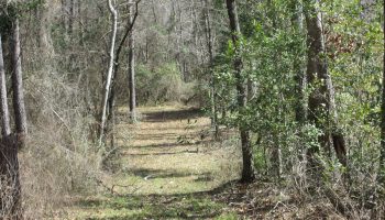 lodge-timber-deer-camp-creek-montezuma-macon-county-georgia-144024-wQkCOr-XXL