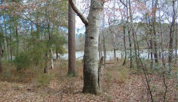 riverfront-pond-big-timber-private-juliette-monroe-county-georgia-188876-f0-jRt-XXL